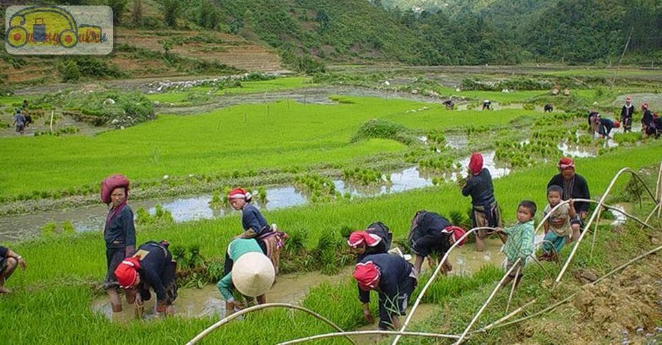 5d785e7c720dd Tour Trekking Y Linh Ho Lao Chai Ta Van 1 Ngay Khoi Hanh Tu Sapa00001